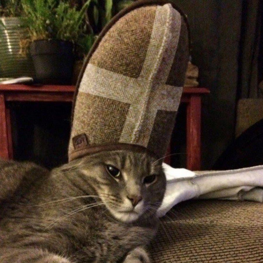 Коты с тапком