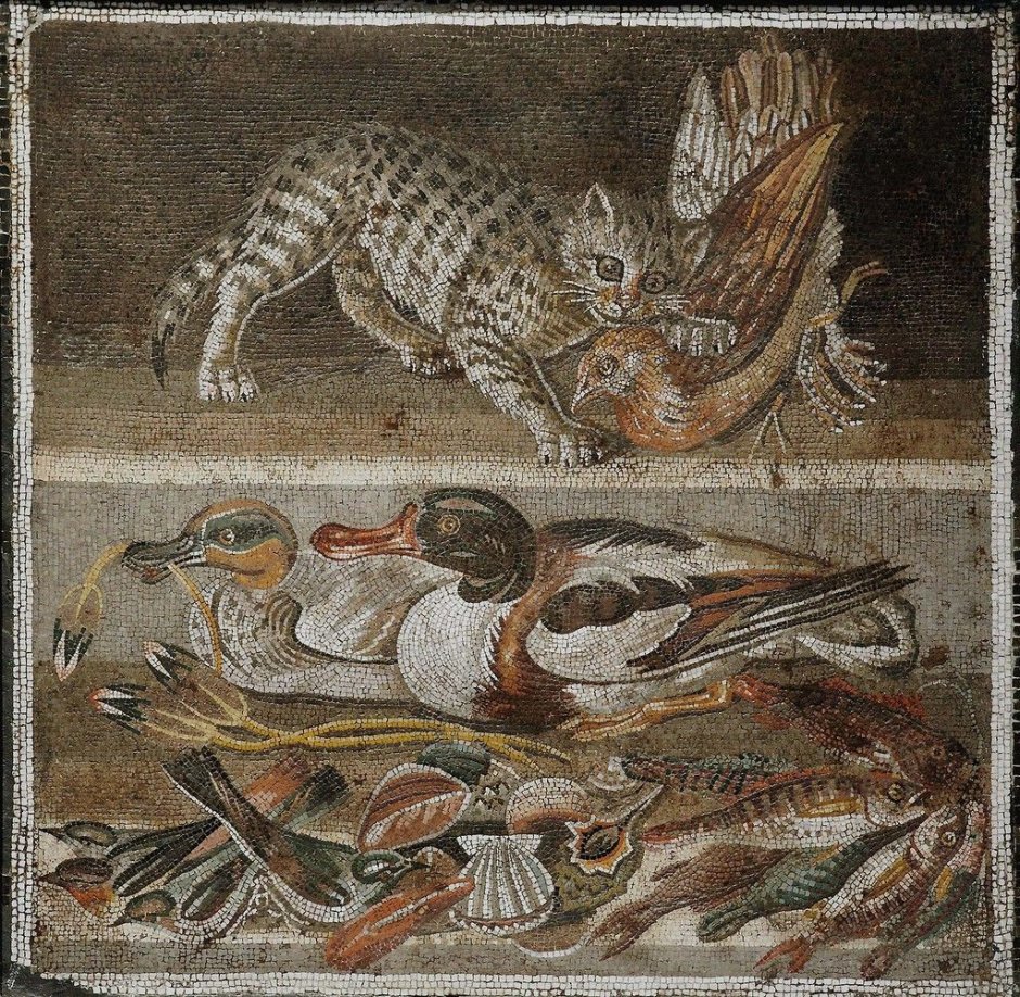 Аниме коты Эстетика