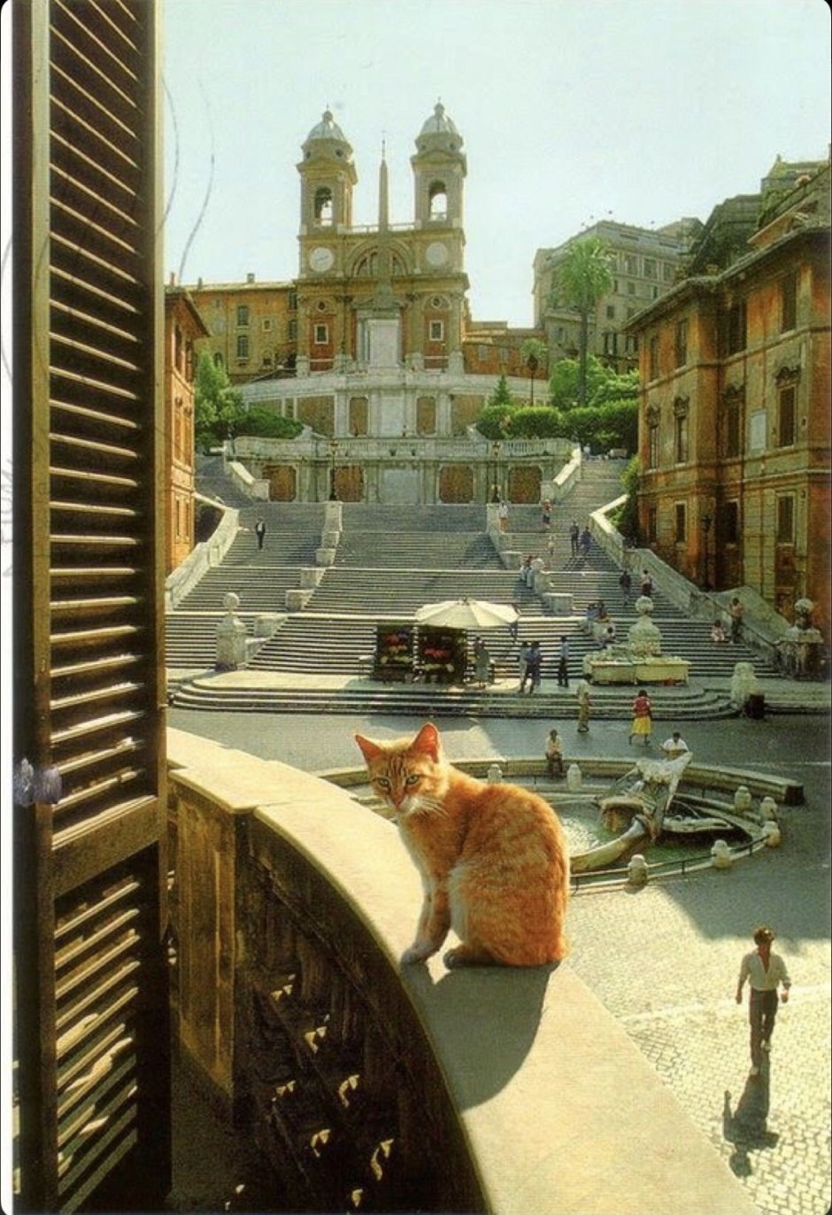 Кошки в Италии