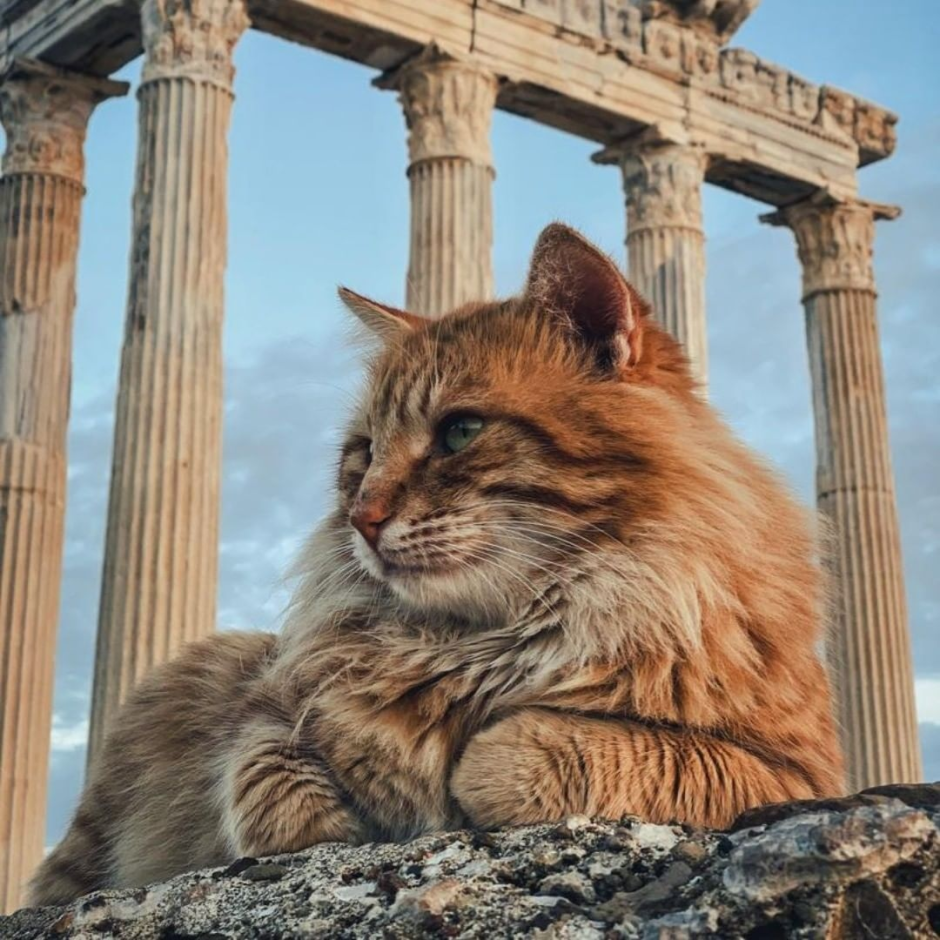 Стилизованный толстый кот