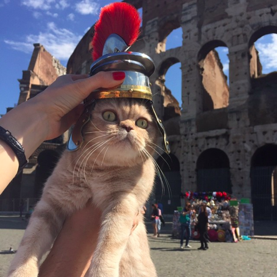 Коты в Италии