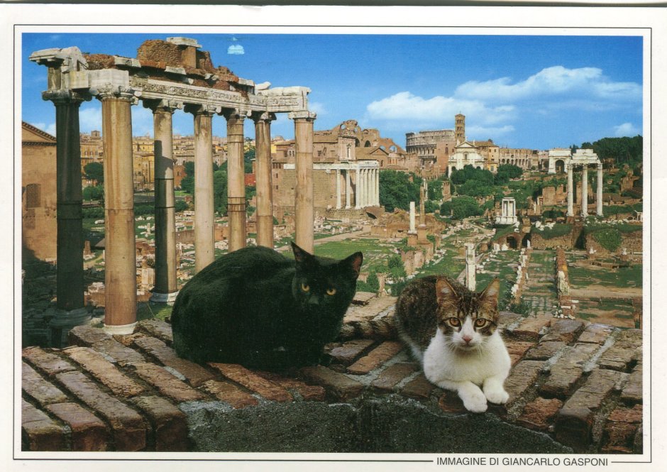 Кошка в Италии Колизей