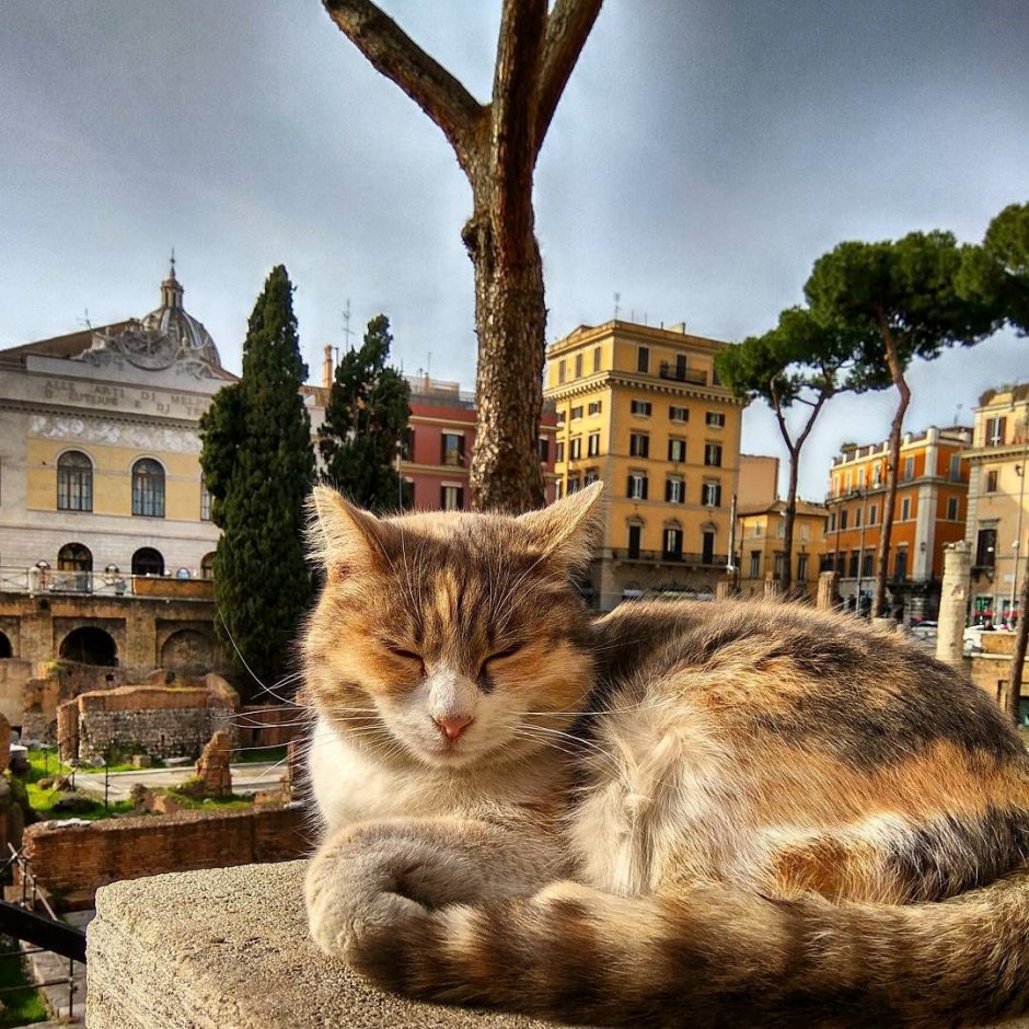 Котик в Риме