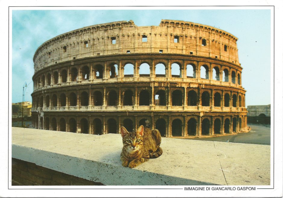 Кошка в Италии Колизей