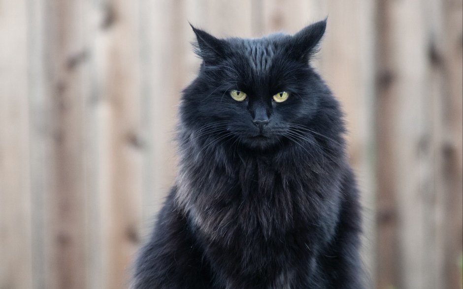 Сибирский кот черный