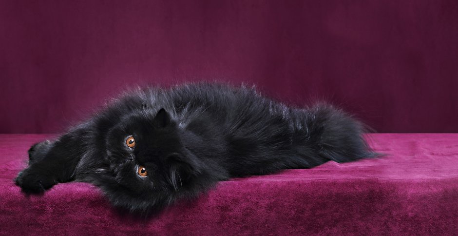 Персидский кот черный