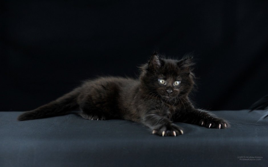 Сибирский кот Солид Блэк