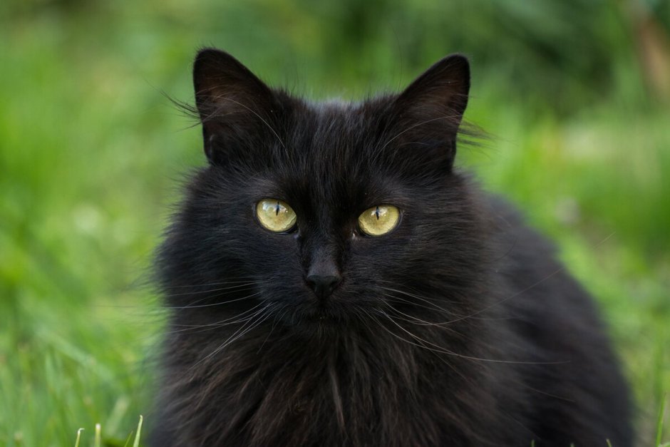 Сибирский кот черный