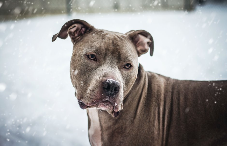 Стафф терьер щенок