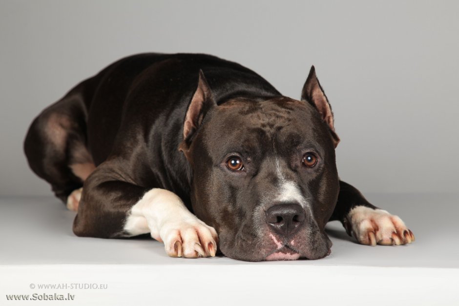 Американский стаффордширский терьер черный