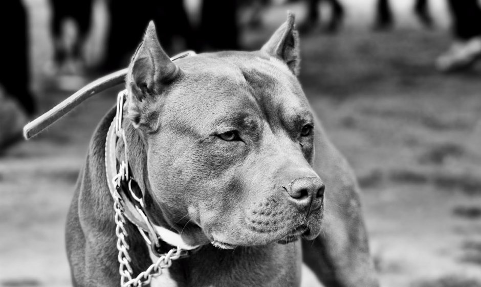 Стаффордширский бультерьер