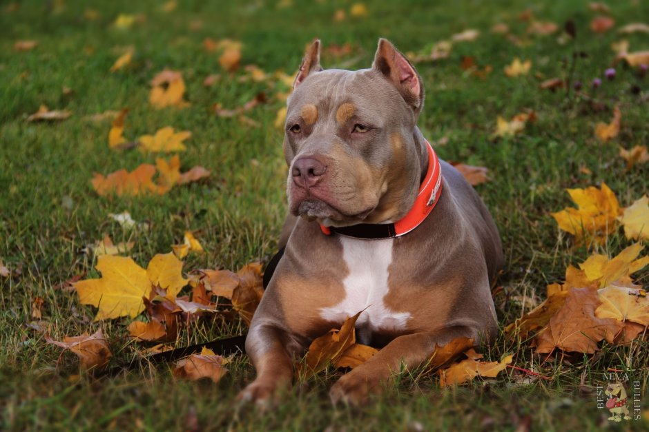 Американский стаффордширский терьер обои