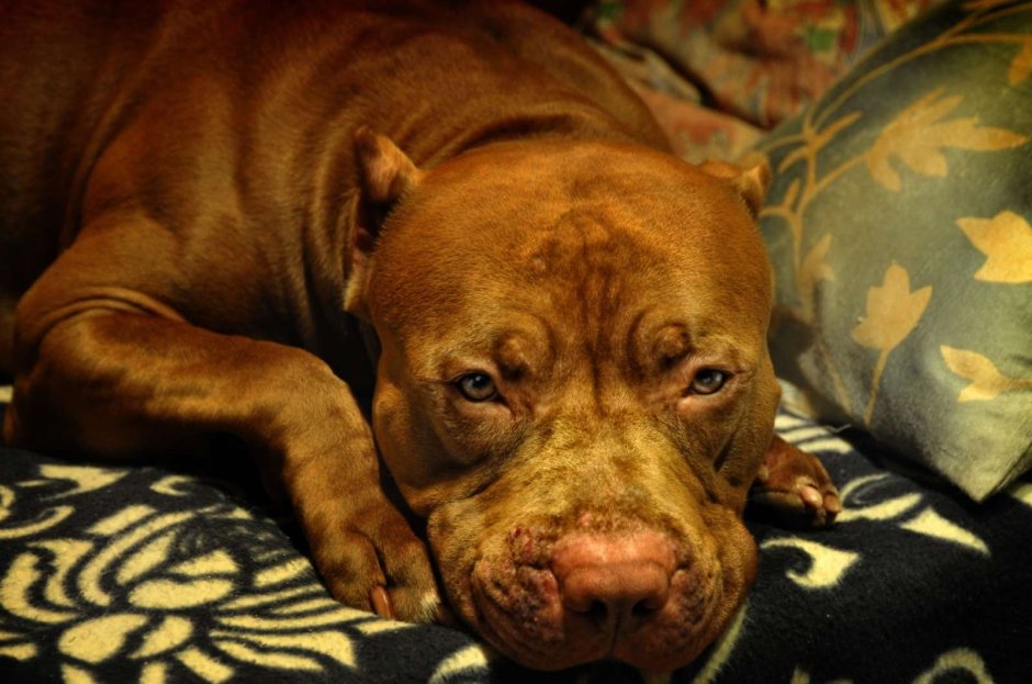 Булли Эстетика