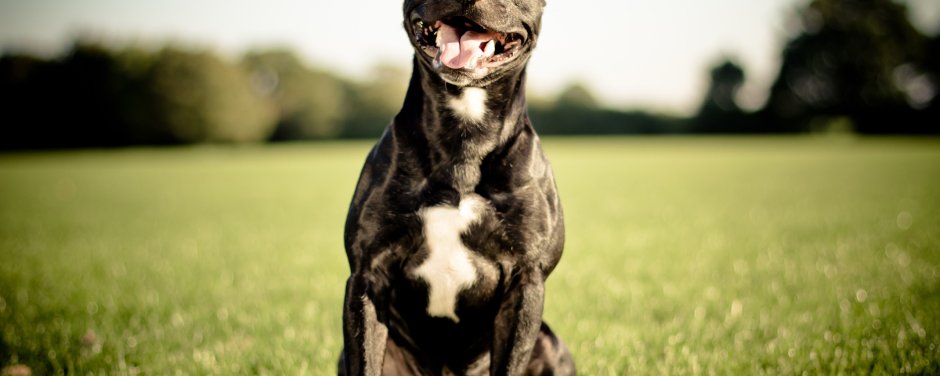 Брэд питбуль