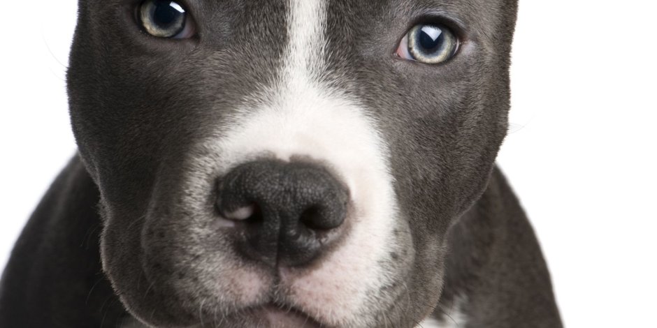 Американский стаффордширский терьер голубой окрас купированные уши