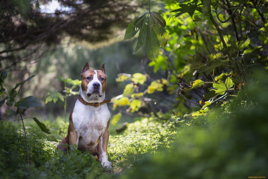 Стафф терьер рыжий
