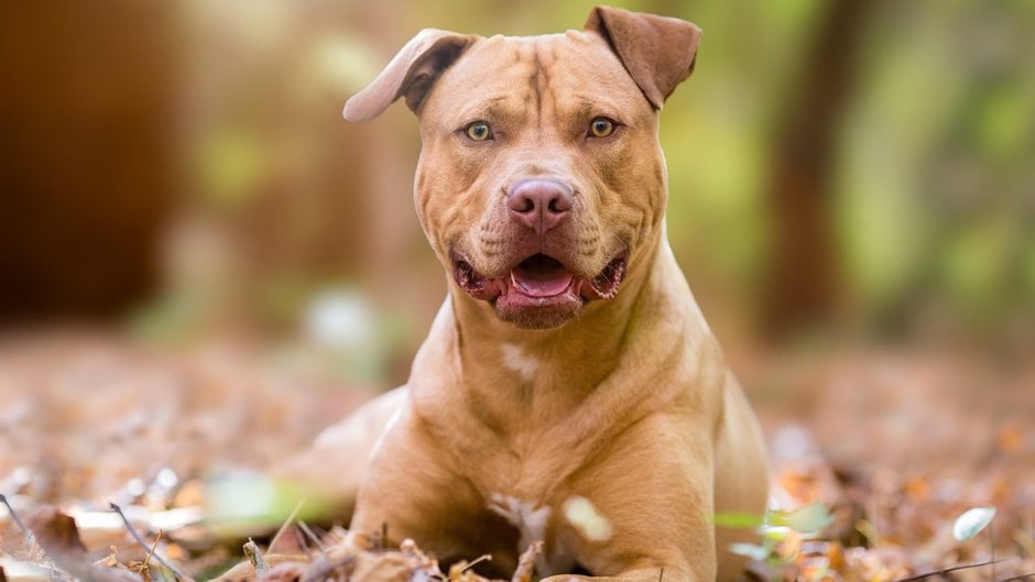 Стаффордширский терьер лиловый