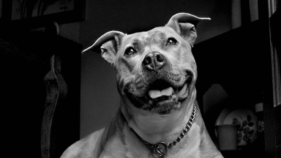 Американский питбультерьер серый