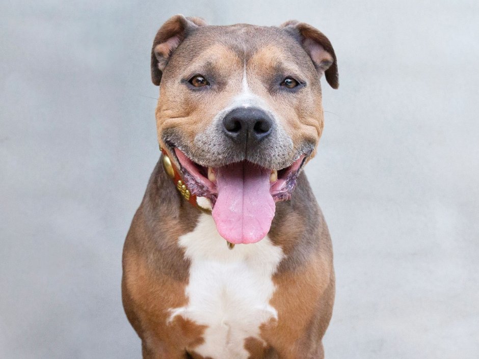 Стаффордширский терьер тигровый