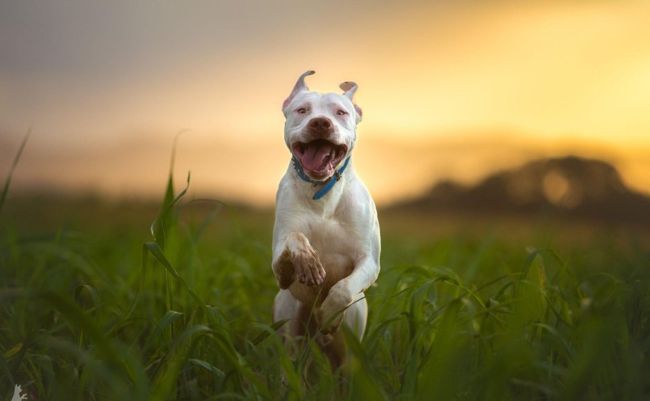 Американский стаффордширский питбультерьер