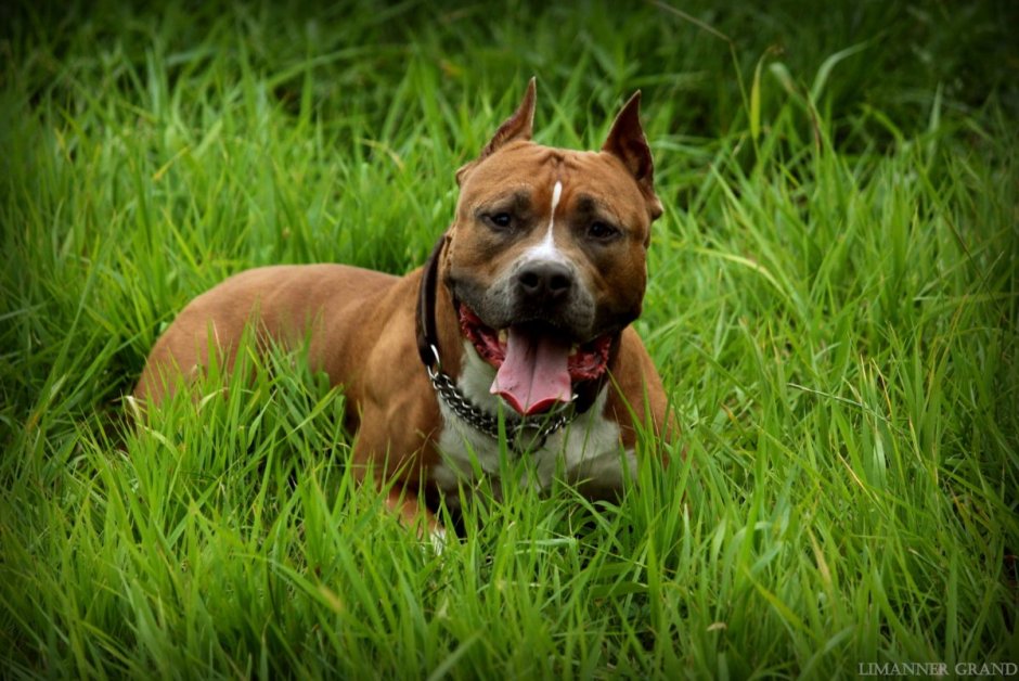 Стаффордширский терьер рыжий