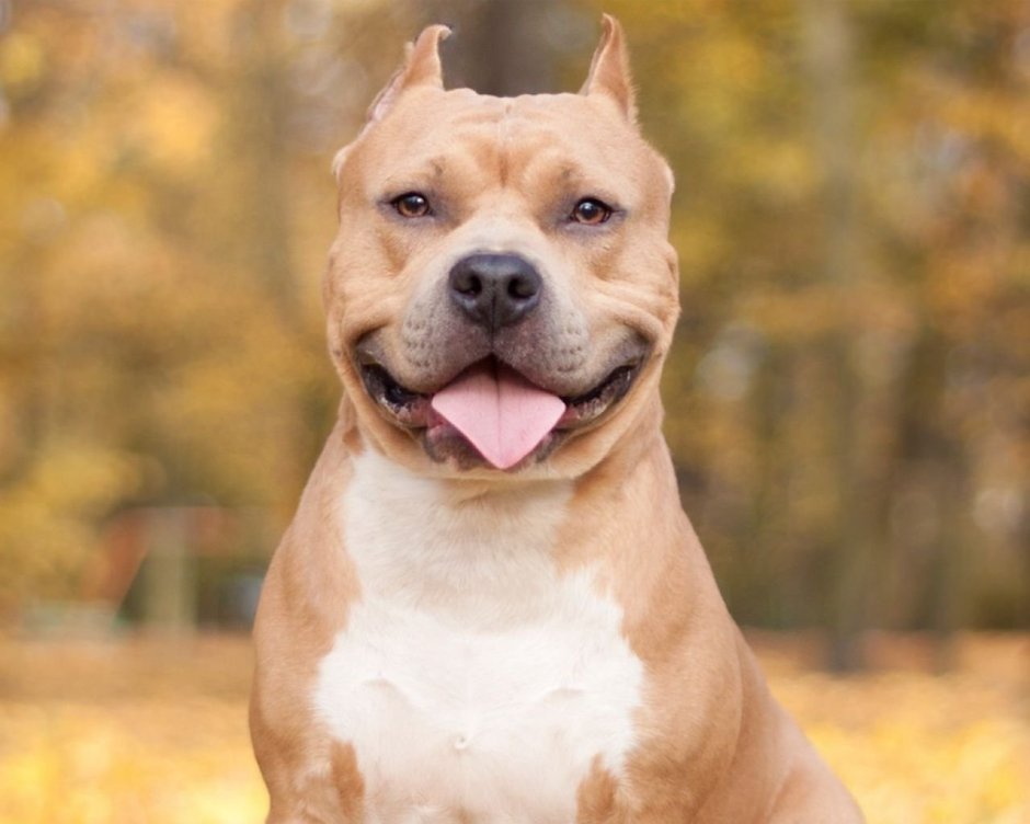 Питбуль подросток