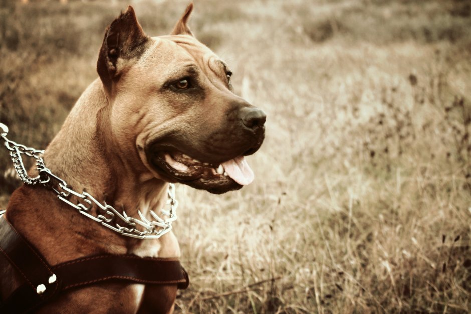 Американский стаффордширский бульдог