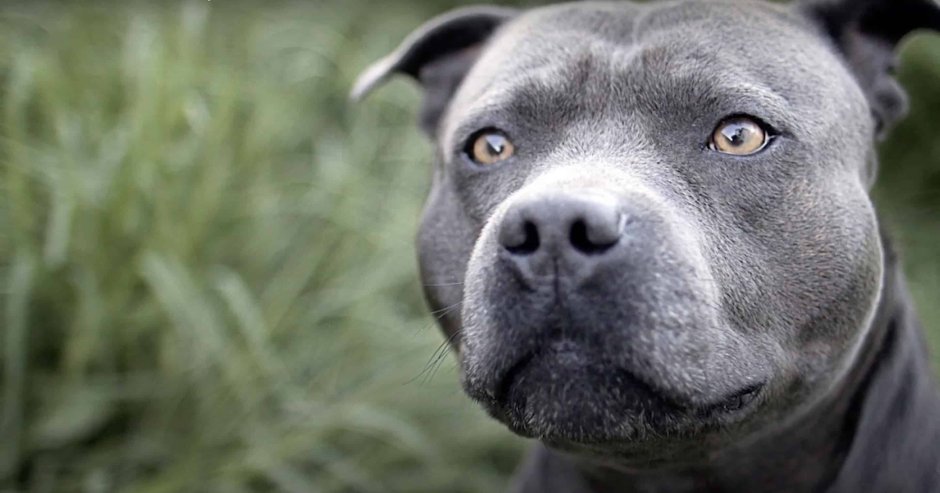 Стаффорд бир