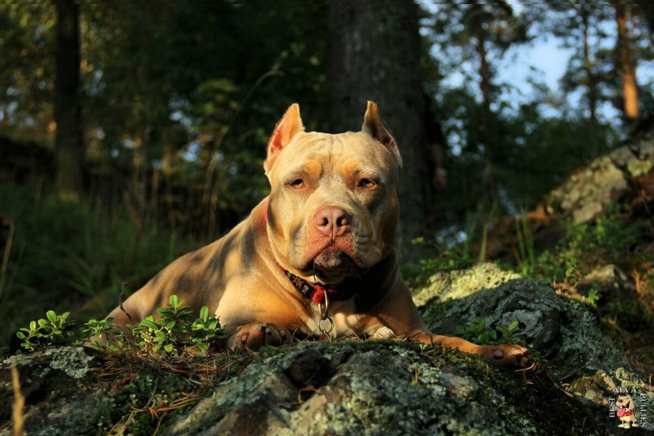 Ка де бо и американский стаффордширский терьер