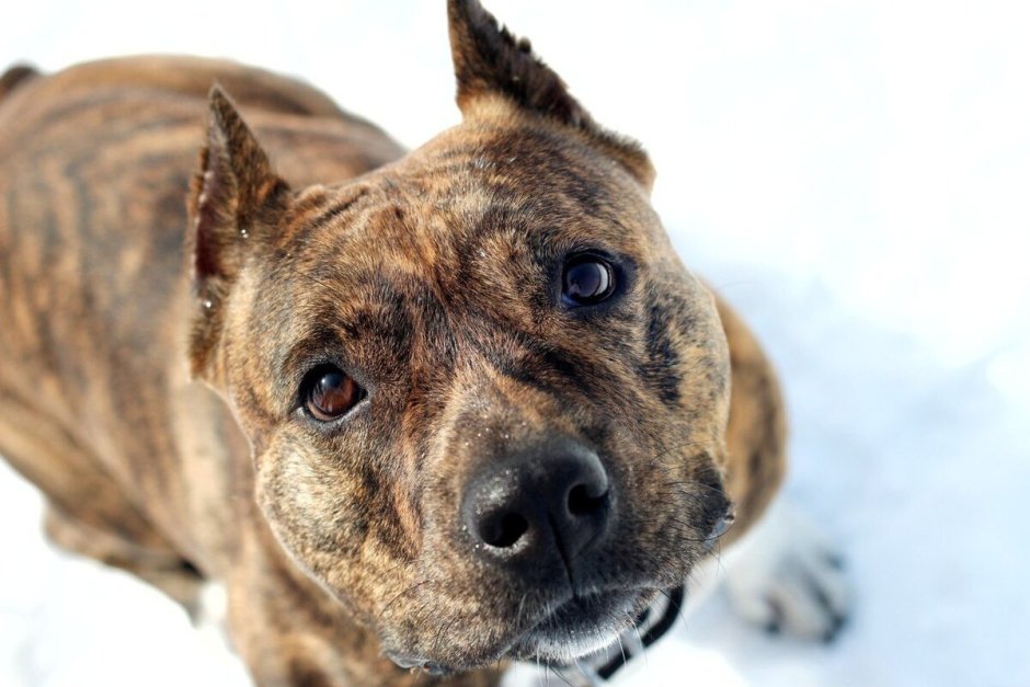 Королевский питбуль