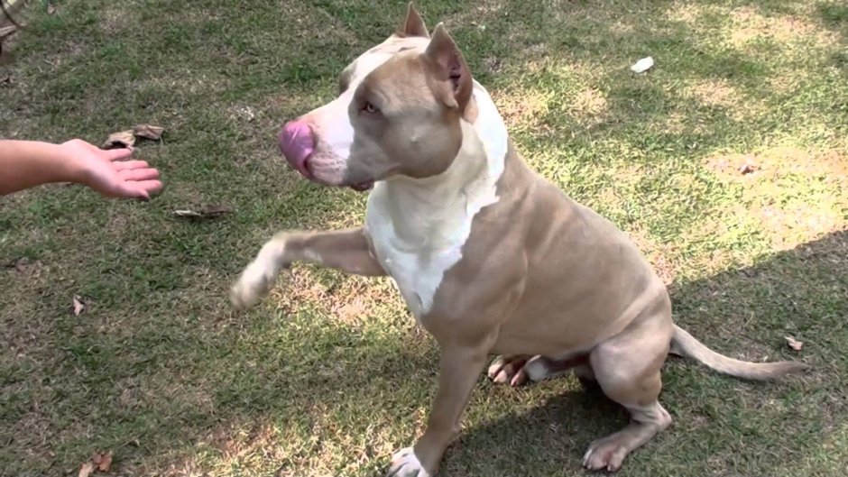 Американский стаффордширский терьер