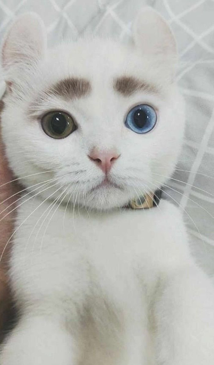 Большеухая кошка