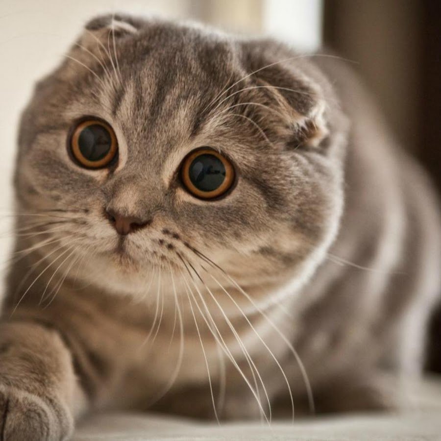 Скоттиш-фолд Шотландская с ушами кошка