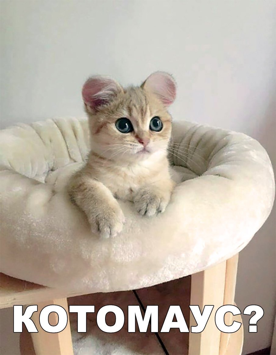 Скоттиш фолд