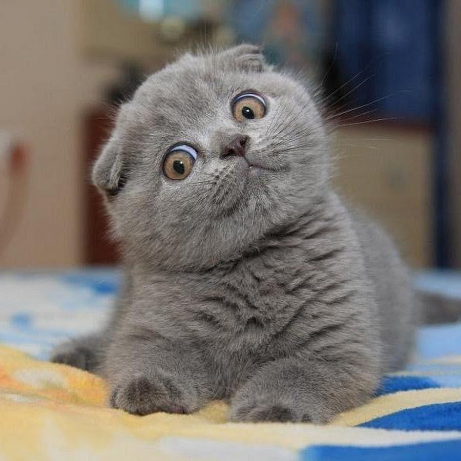 Кошки с необычными ушками