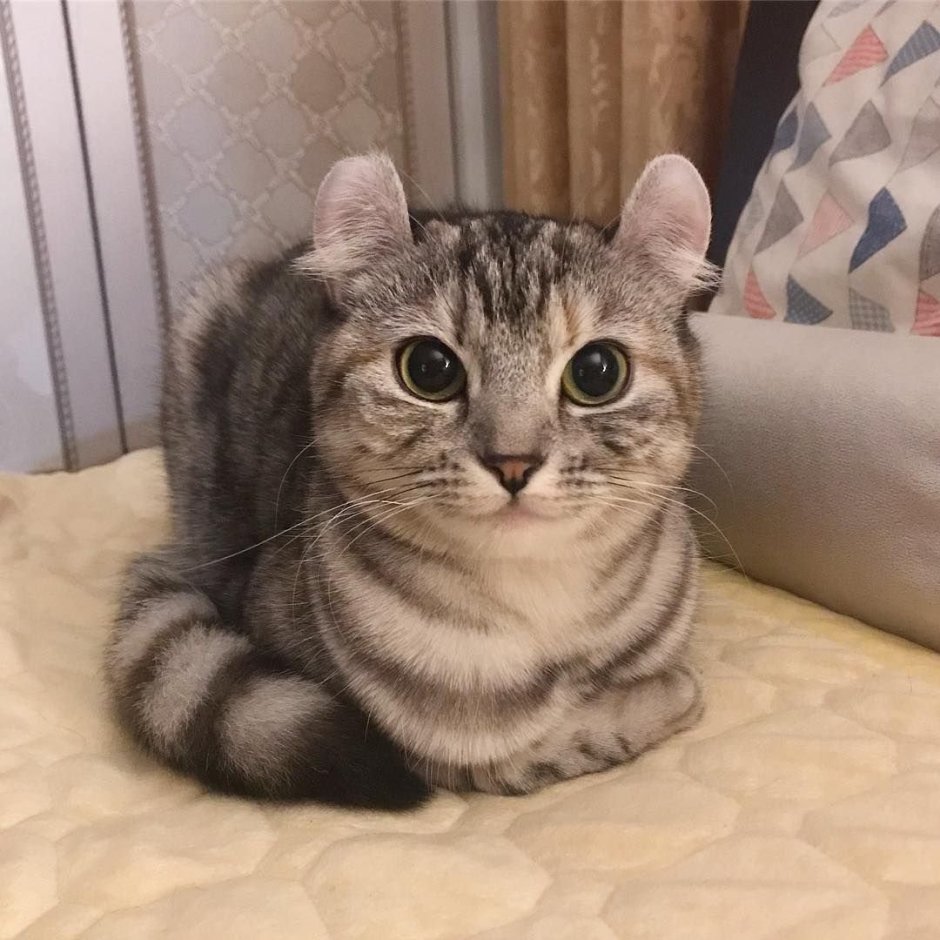 Котик с бровями