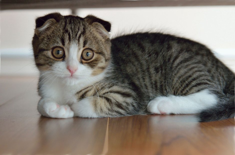 Манчкин котята вислоухие