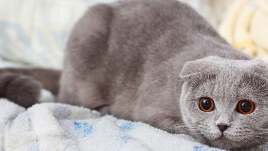 Вислоухий котёнок шотландский Джои