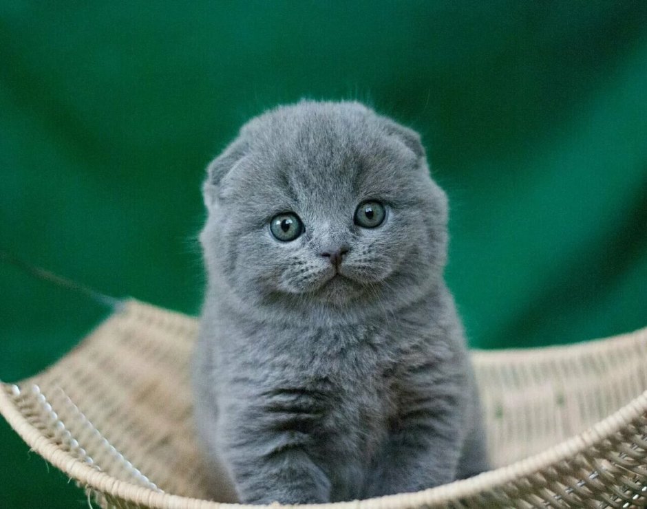 Скоттиш-фолд Шотландская вислоухая