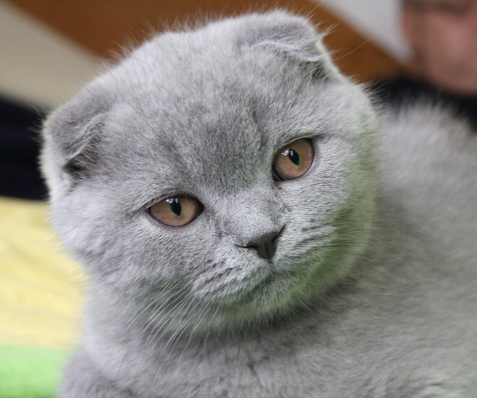 Шотландские вислоухие коты