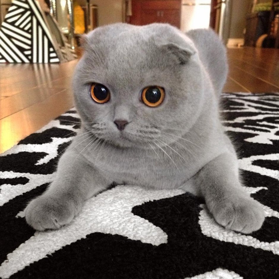 Шотландская вислоухая кошка