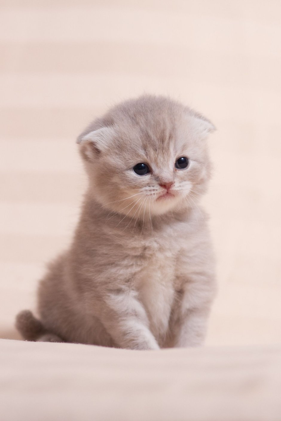 Шотландские вислоухие котята