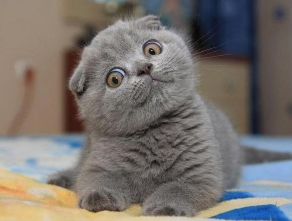 Коты с круглыми ушами