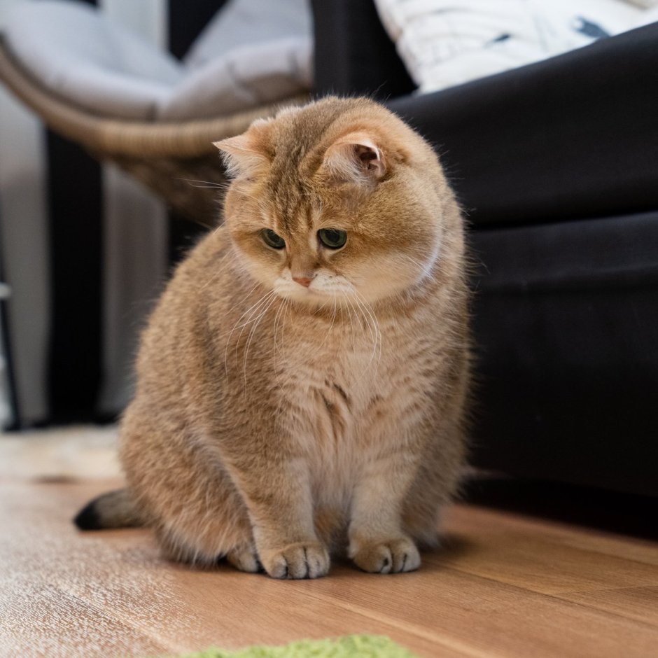 Шотландские вислоухие котята