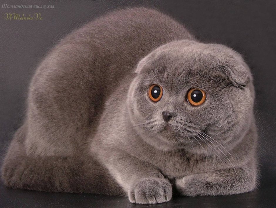 Скоттиш фолд котята