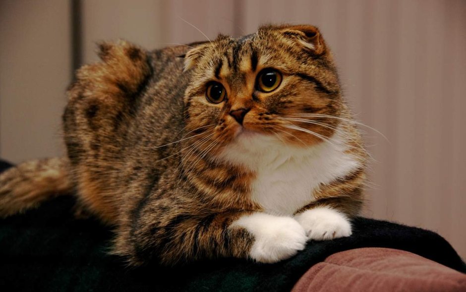 Скоттиш страйт Золотая шиншилла