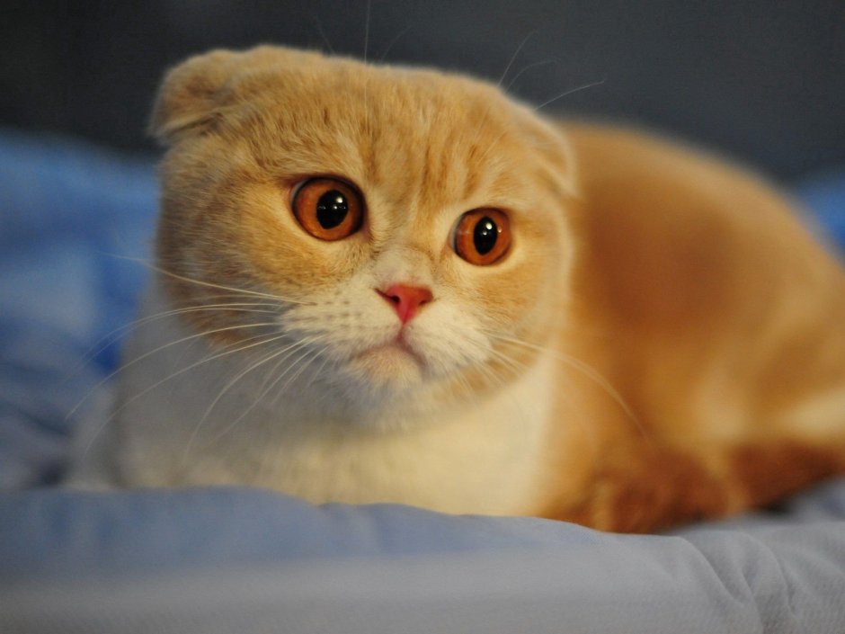 Скоттиш фолд полосатый