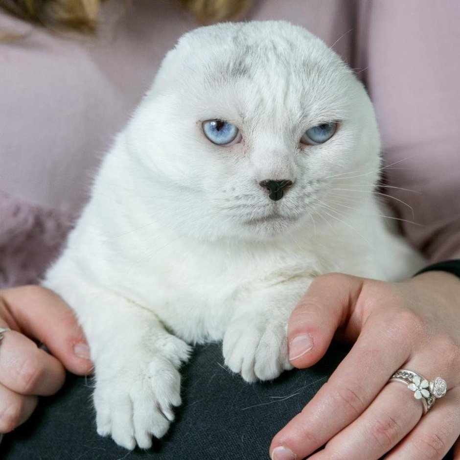 Котенок с круглыми ушами