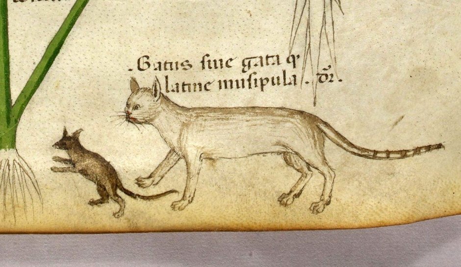 Бестиарий кот