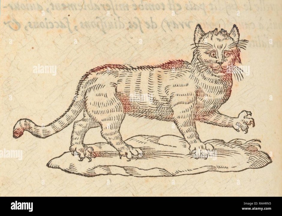 Мелинда Купер картины